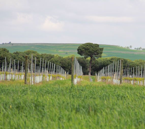 Foto Finca Caraballas