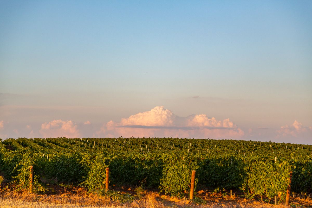 Foto Bodega Pandora